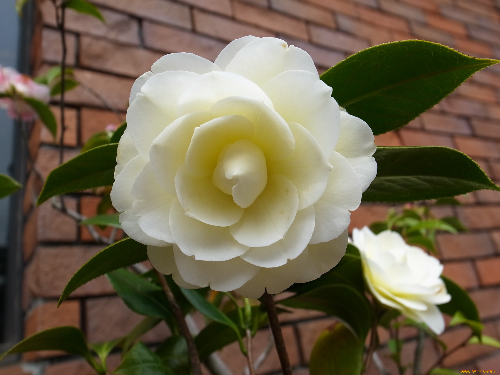 Камелия 8. Королевская Камелия. Камелия крупноцветковая. Камелия белая цветок. Камелия японская белая.